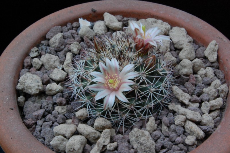 Mammillaria johnstonii MH 43/90