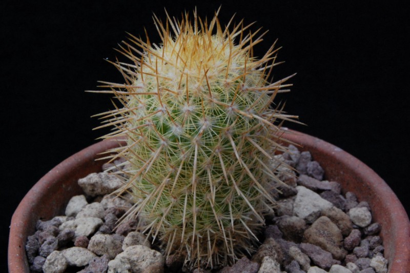 Mammillaria eriacantha REP 1394