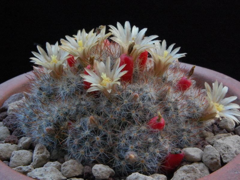 Mammillaria prolifera ssp. arachnoidea RS 510