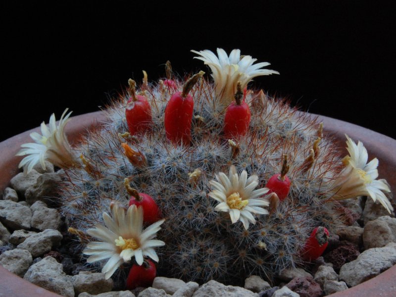 Mammillaria prolifera ssp. arachnoidea RS 510