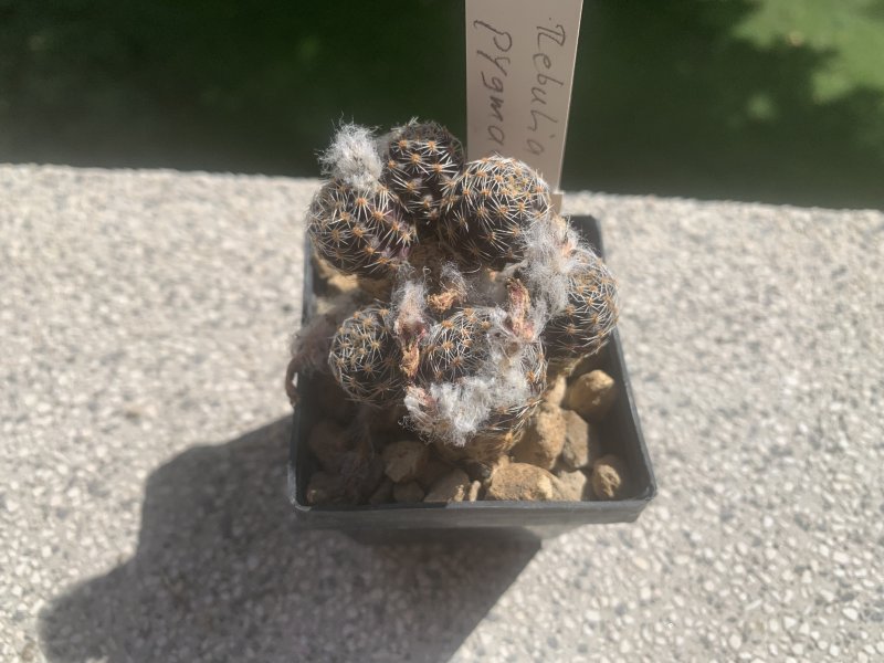 rebutia pygmaea