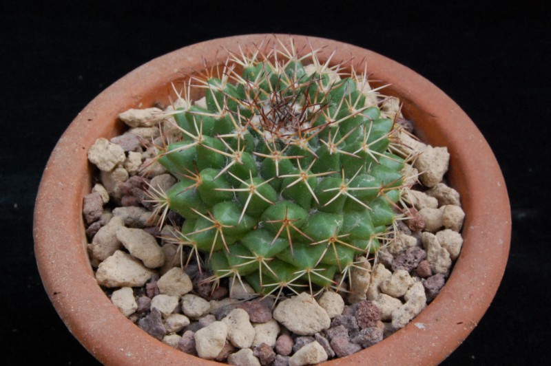 Mammillaria chaletii JMC 5257
