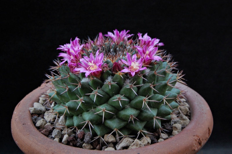 Mammillaria chaletii JMC 5257