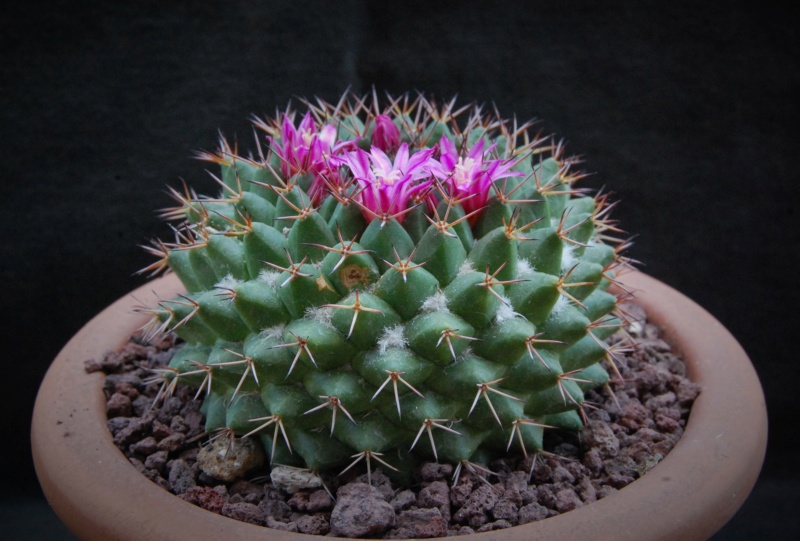 Mammillaria chaletii JMC 5257