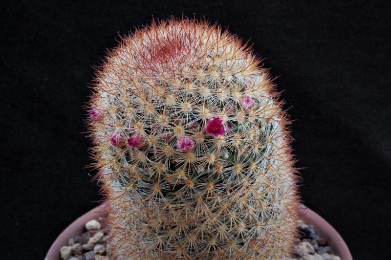 Mammillaria berkiana TL 756