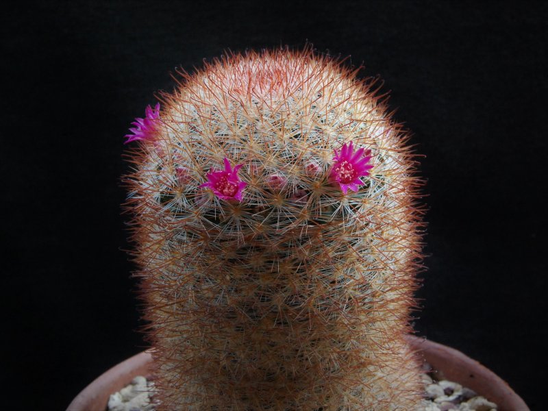 Mammillaria berkiana TL 756