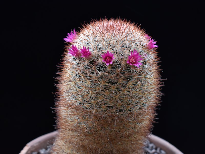 mammillaria berkiana