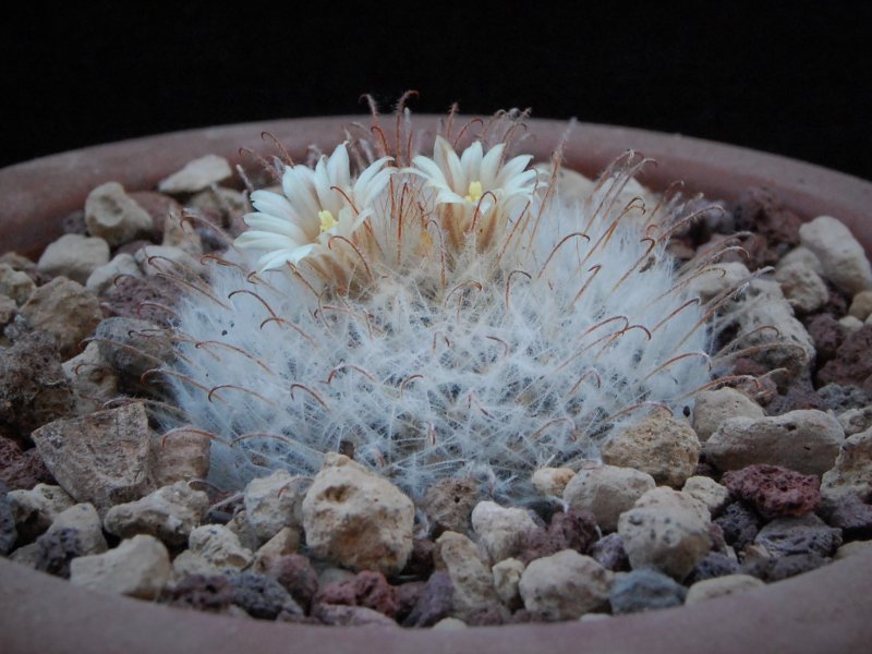 Mammillaria pennispinosa LAU 1445