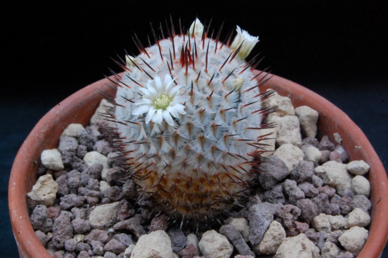 Mammillaria perezdelarosae ssp. andersoniana PN 444