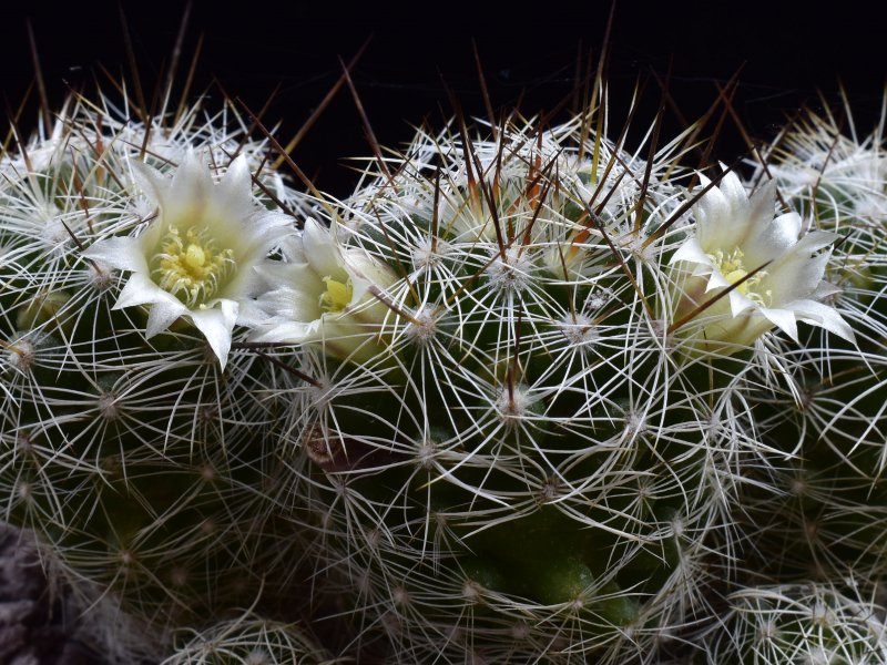 Mammillaria vetula ssp. gracilis ROG 206