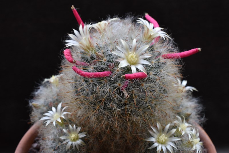 Mammillaria bocasana WTH 599