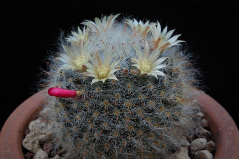 Mammillaria bocasana WTH 599