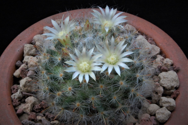 Mammillaria bocasana WTH 599