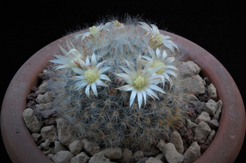 Mammillaria bocasana WTH 599