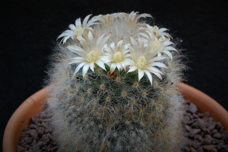 Mammillaria bocasana WTH 599