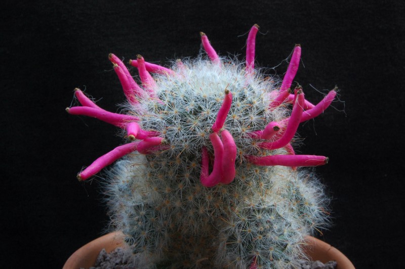 Mammillaria bocasana WTH 599