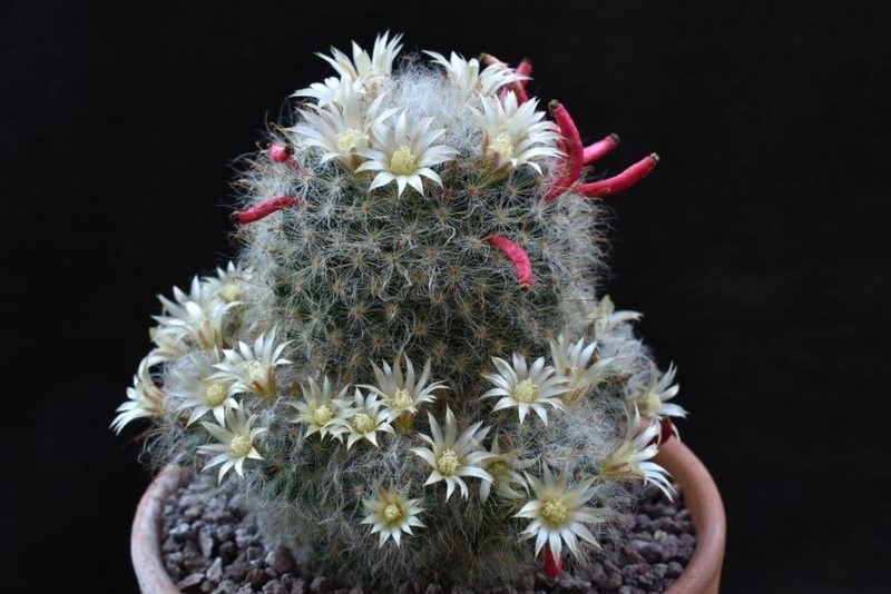 Mammillaria bocasana WTH 599