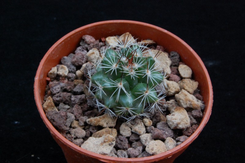 Mammillaria chaletii PN 638