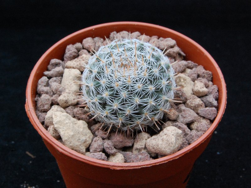 Mammillaria perbella CD 12/157