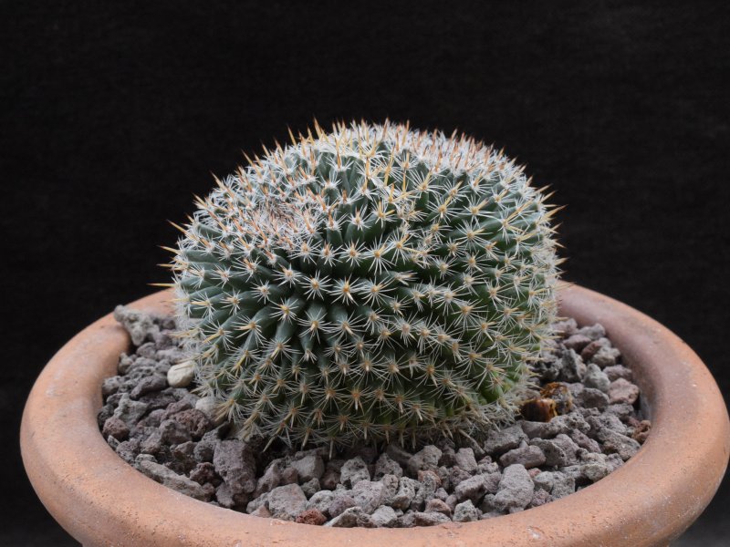 Mammillaria perbella CD 12/157