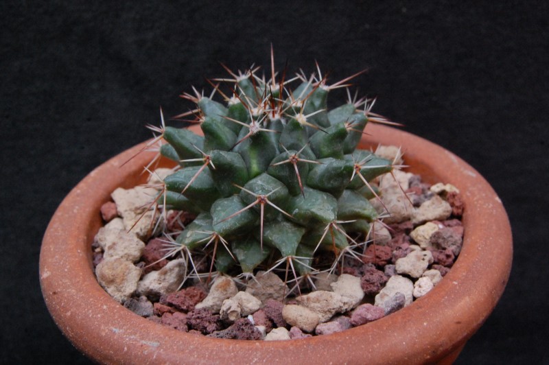 Mammillaria roseoalba CD 12/239