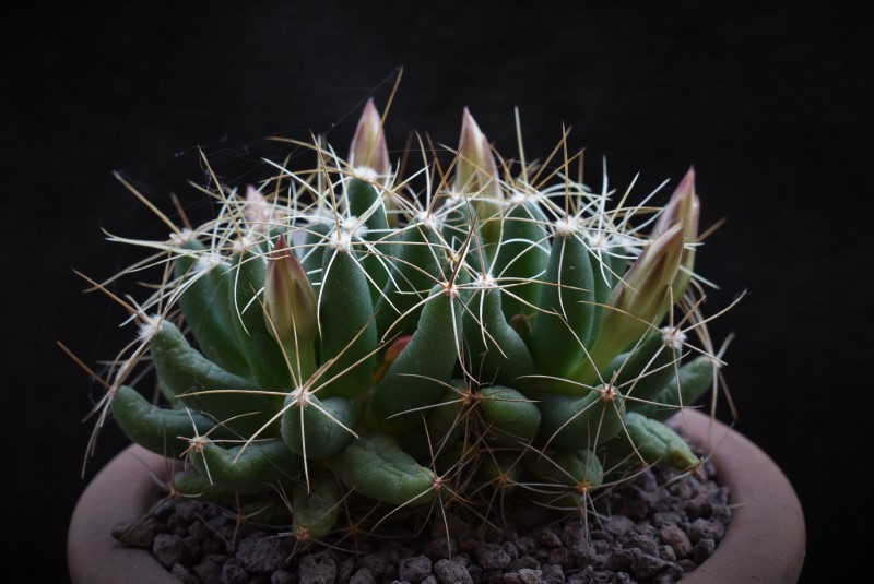 Mammillaria longimamma KKR 86