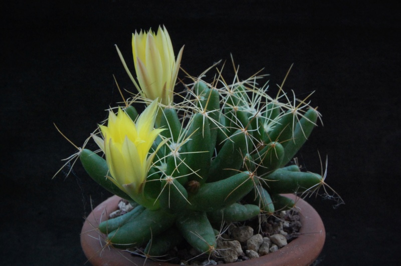 Mammillaria longimamma KKR 86