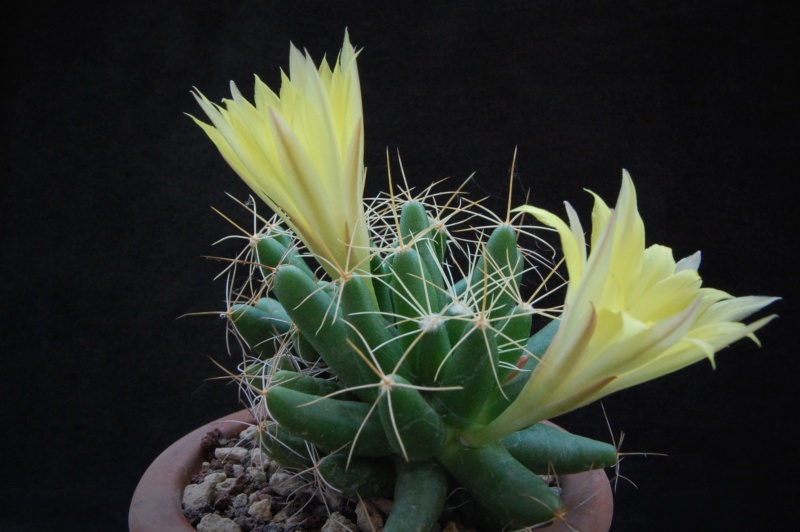 Mammillaria longimamma KKR 86