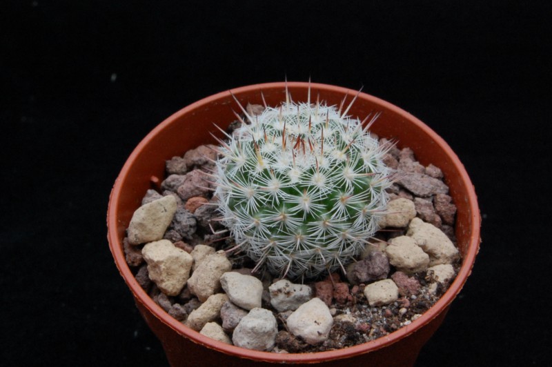 Mammillaria geminispina ssp. leucocentra CD 12/198