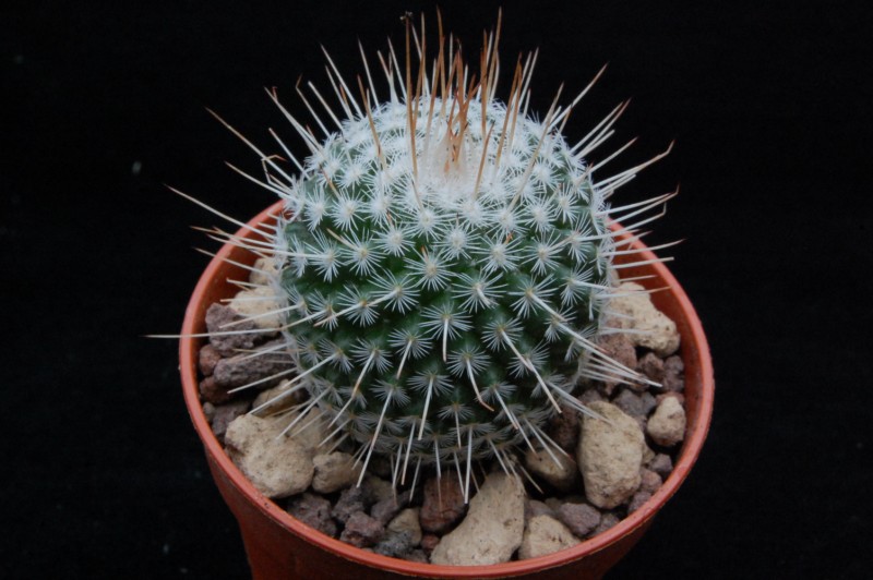 Mammillaria geminispina CD 12/069