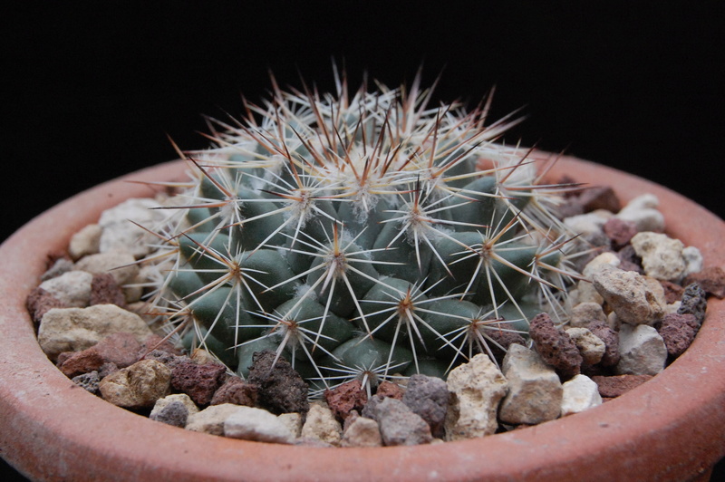 Mammillaria standleyi PN 385R