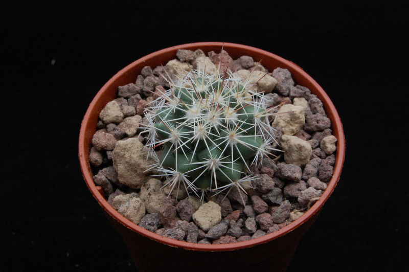 Mammillaria standleyi PN 385R