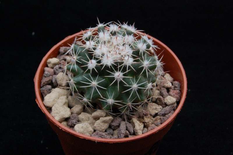 Mammillaria priessnitzii REP 1134