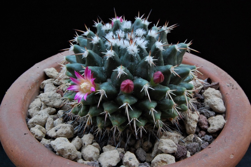 Mammillaria priessnitzii REP 1134