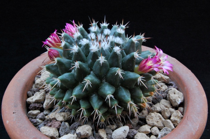 Mammillaria priessnitzii REP 1134