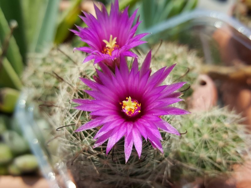 Mammillaria wrightii 