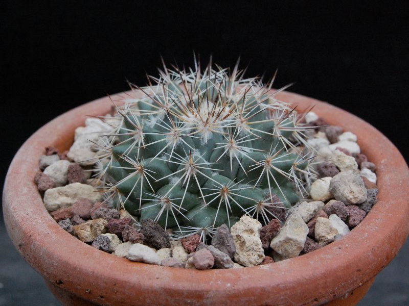 Mammillaria standleyi ESP 10/00