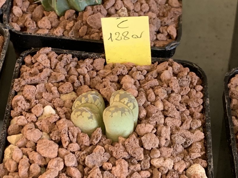 Lithops otzeniana cv. aquamarine C128A