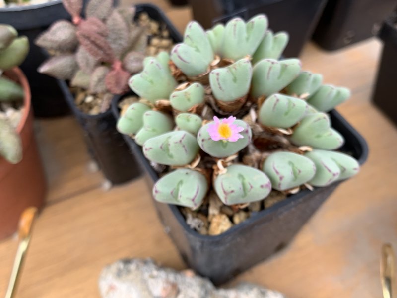 conophytum bilobum ssp. gracilistylum