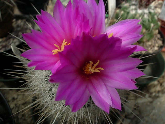 Thelocactus macdowellii 