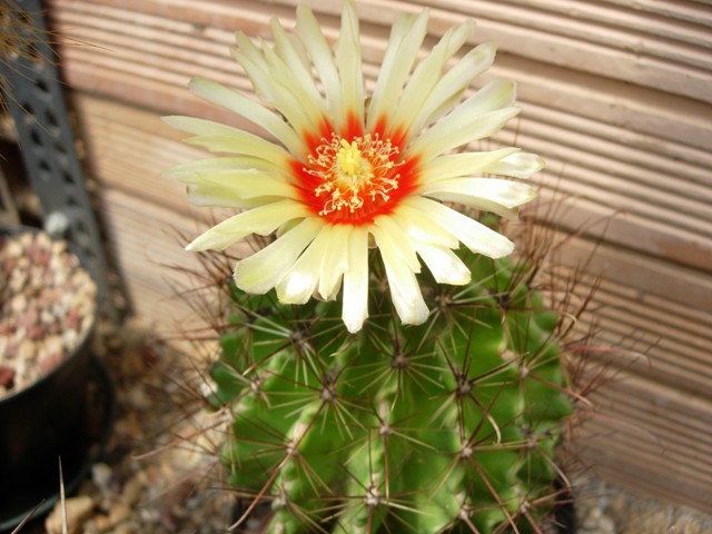 Thelocactus setispinus 