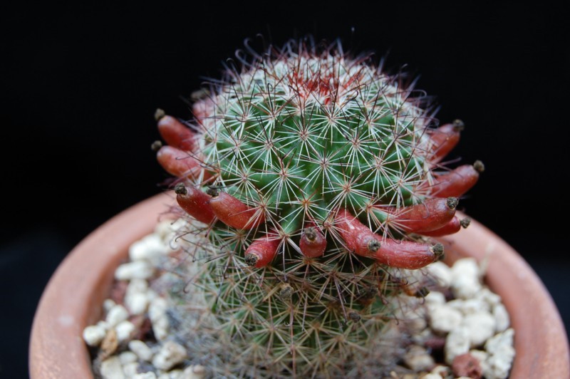 Mammillaria erythrocalix 