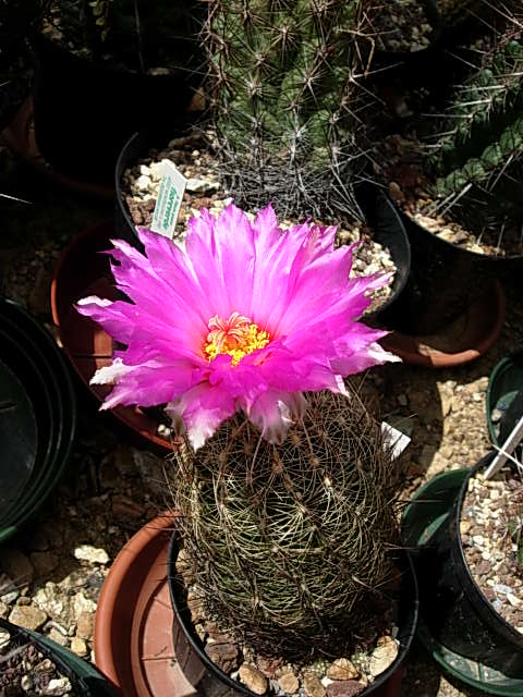 Thelocactus bicolor v. flavidispinus 