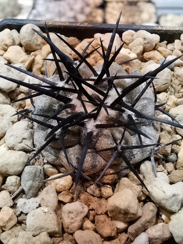 Copiapoa cinerea CH11