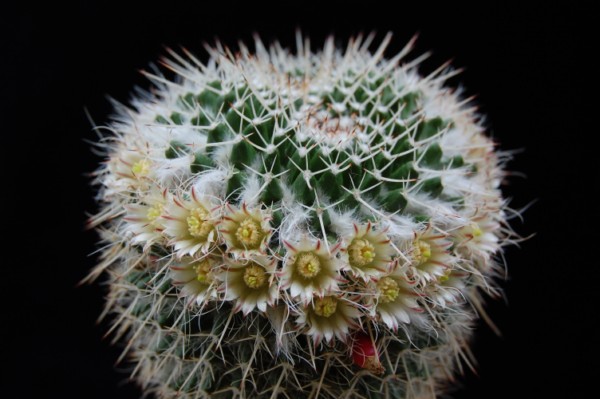 Mammillaria karwinskiana ssp. nejapensis 