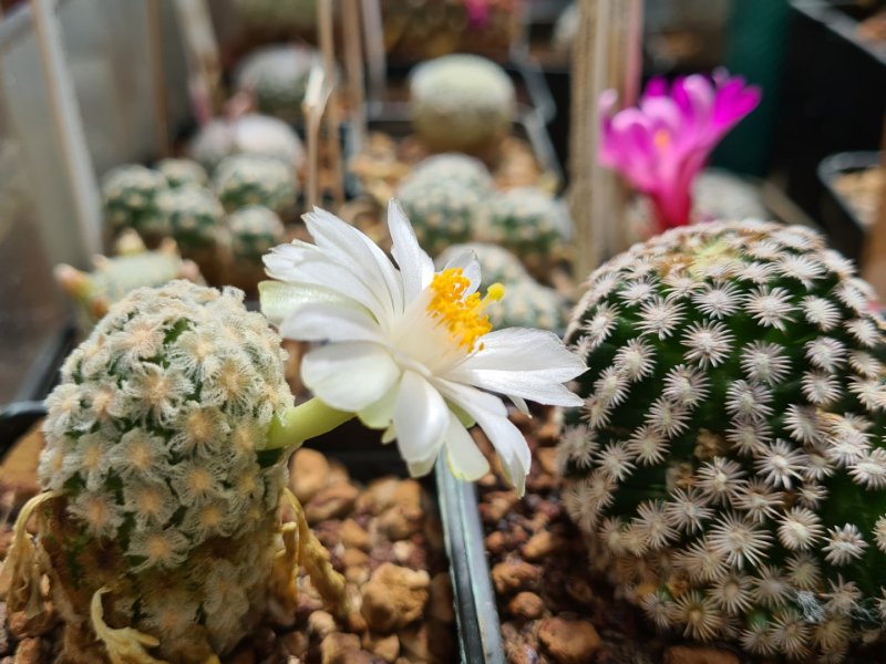 Mammillaria theresae f. albiflora 