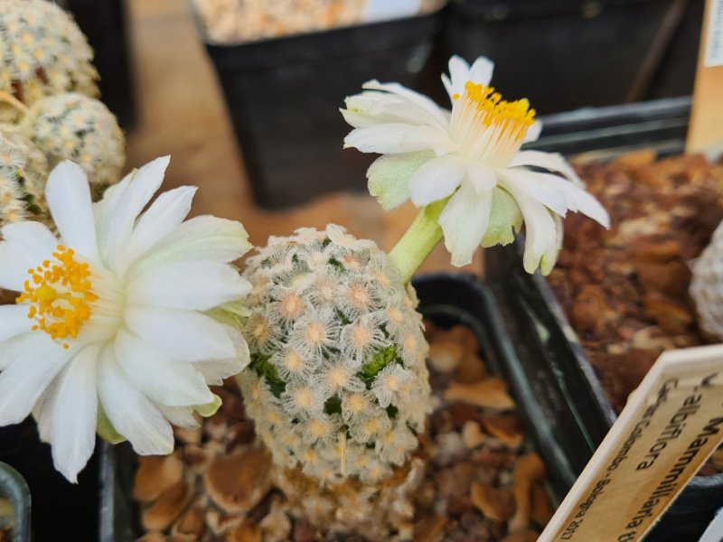 Mammillaria theresae f. albiflora 