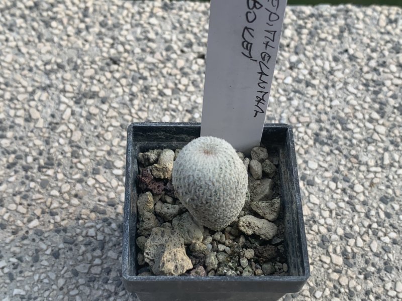 Epithelantha bokei 