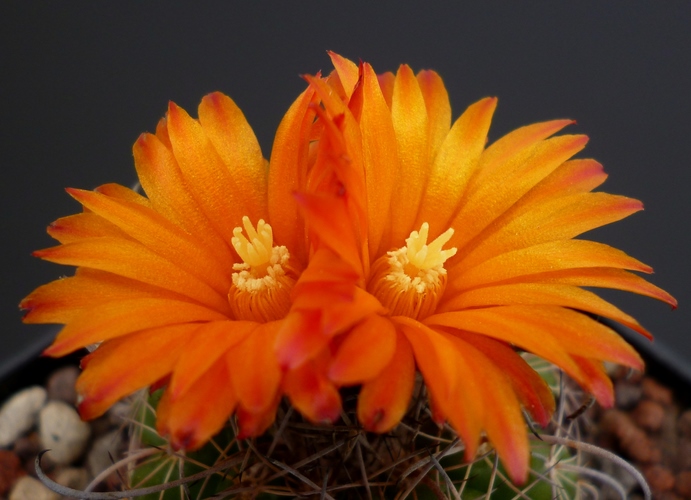 parodia mairanana