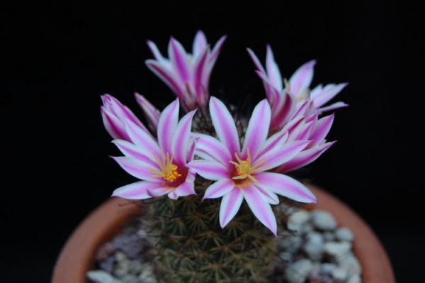 Mammillaria blossfeldiana 